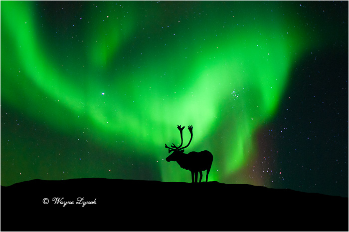 Caribou Bull & the Northern Lights by Dr. Wayne Lynch &copy;